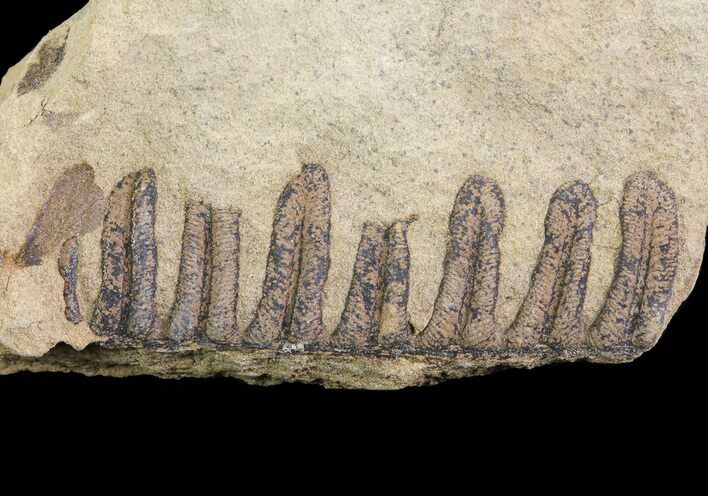 Pennsylvanian Fossil Fern (Alethopteris) - Kansas #65375